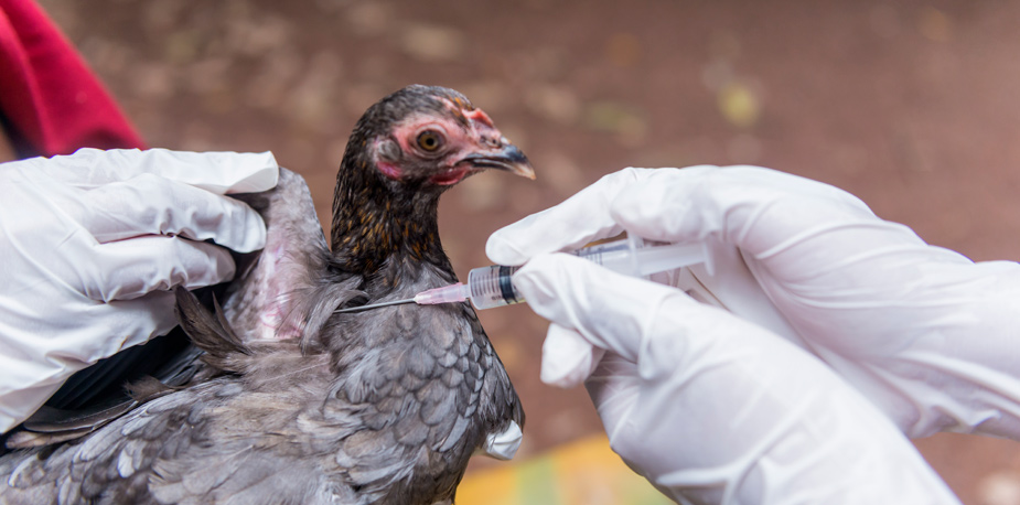 Emiten alerta máxima por confirmación de influenza aviar en Argentina