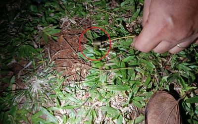 Villa Elisa: balean vivienda de familia que denunció polución sonora