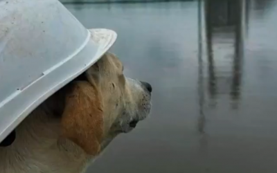 Rubio, el capataz de cuatro patas que supervisa la obra del Puente Bioceánico