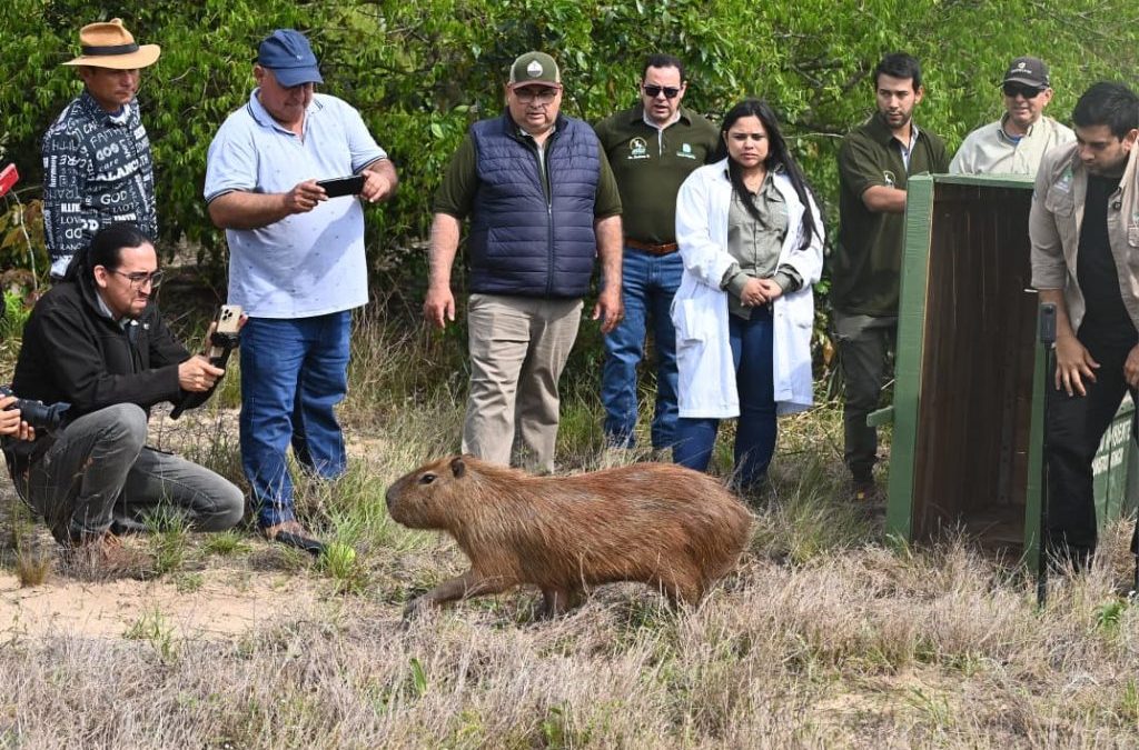 Animales que nacieron en cautiverio son devueltos a su hábitat natural