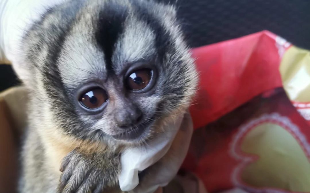 Detienen a pareja que intentó comercializar monos nocturnos en Luque