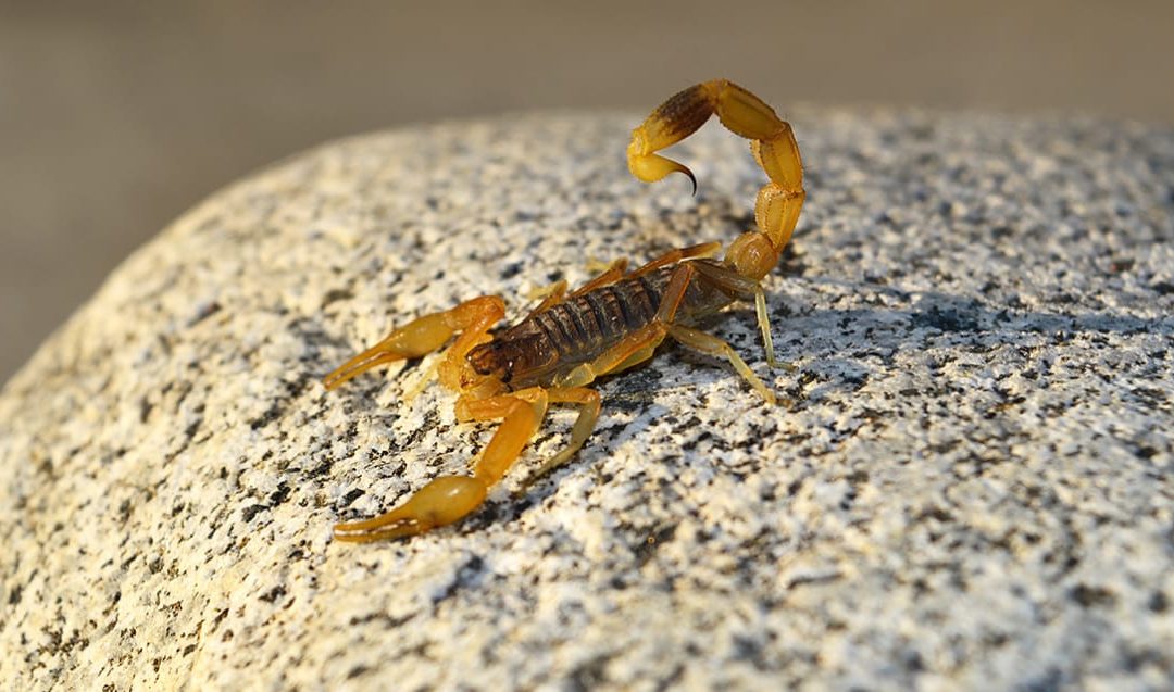 Salud advierte sobre aumento de aparición de alacranes