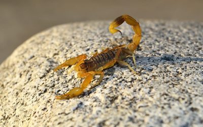 Salud advierte sobre aumento de aparición de alacranes