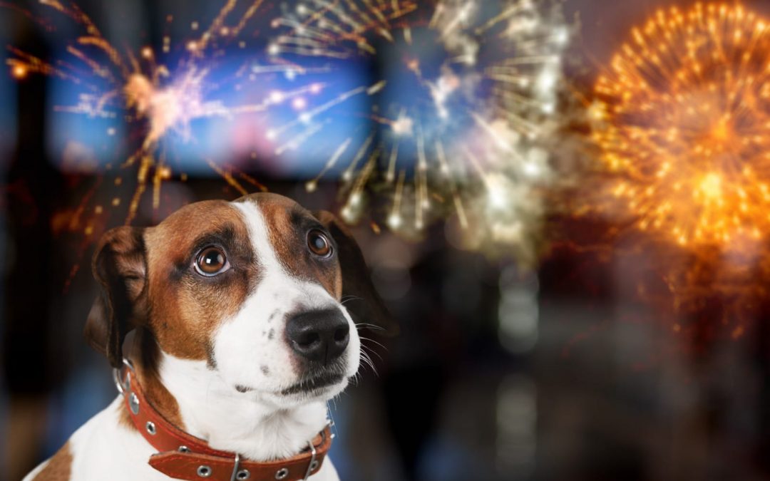 Pirotecnia representa un peligro para las mascotas, advierten profesionales