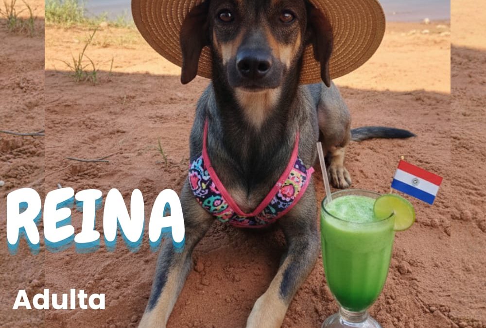 Defensa Animal insta a la adopción responsable de animales 