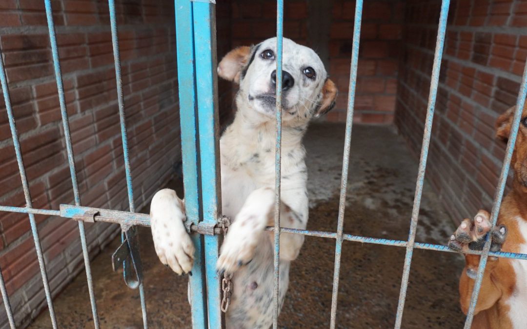 Lucha contra el maltrato animal: crean el primer registro de agresores