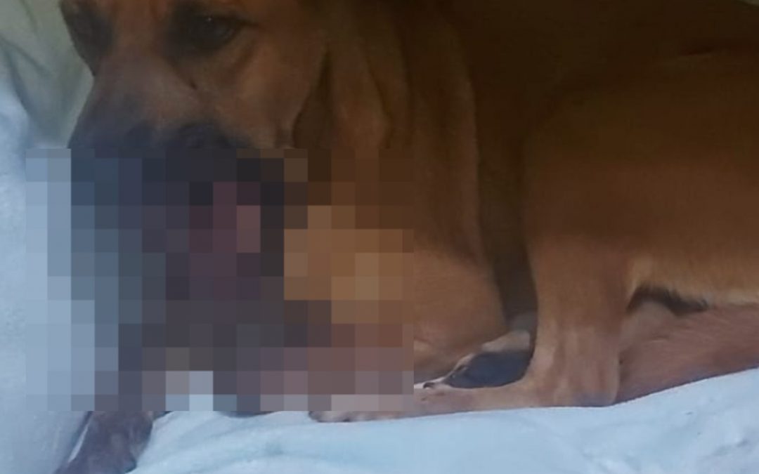 Caso Canela: imputan a adolescente que destrozó la mandíbula a perrita