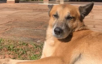Investigan la muerte de un perro por pirotecnia en Caaguazú