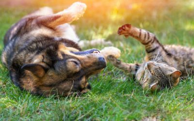 Paraguay reconoce a los animales como seres sintientes