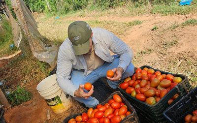 No habilitarán importación de tomate: “Estamos teniendo un volumen importante”