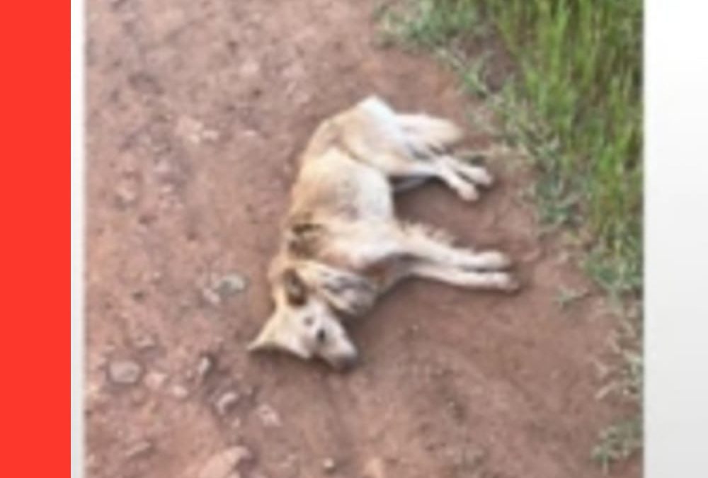 Crueldad animal en Encarnación: Ató a su perro con una soga y los arrastró