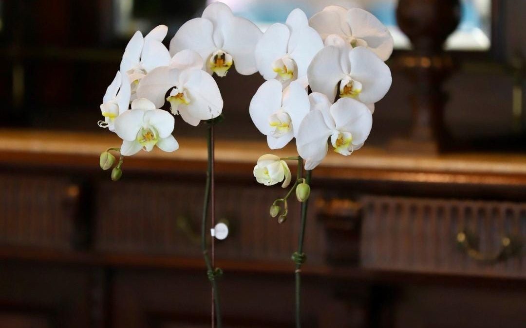 La magia de las orquídeas de Keiki llega a Distrito Perseverancia 