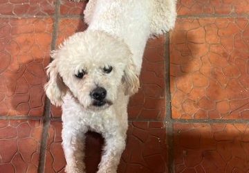 Denuncian crueldad animal: caniche fue asesinado y devuelto en una bolsa a su dueña