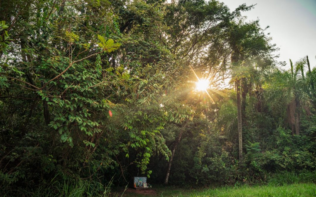 Infona reveló que Paraguay conserva el 44,4% de su territorio forestal