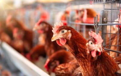 Senacsa prohíbe importaciones desde Argentina debido a un brote de gripe aviar