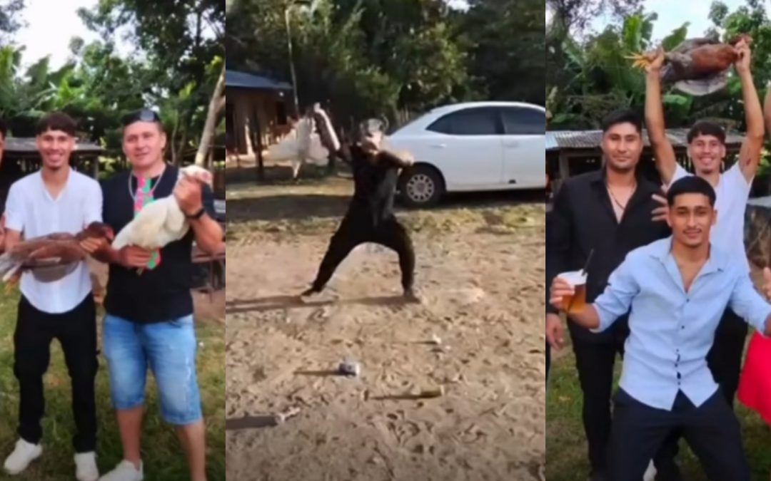 Condenan maltrato y sacrificio agónico de aves durante boda en Coronel Oviedo