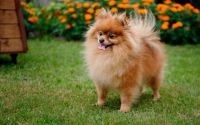 Funcionaria de Aduana argentina fue apartada tras quedarse con el perro de dos paraguayos