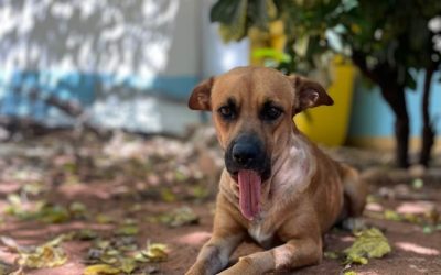  “Ley Canela”: proyecto busca regular la fabricación, venta y uso de pirotecnias