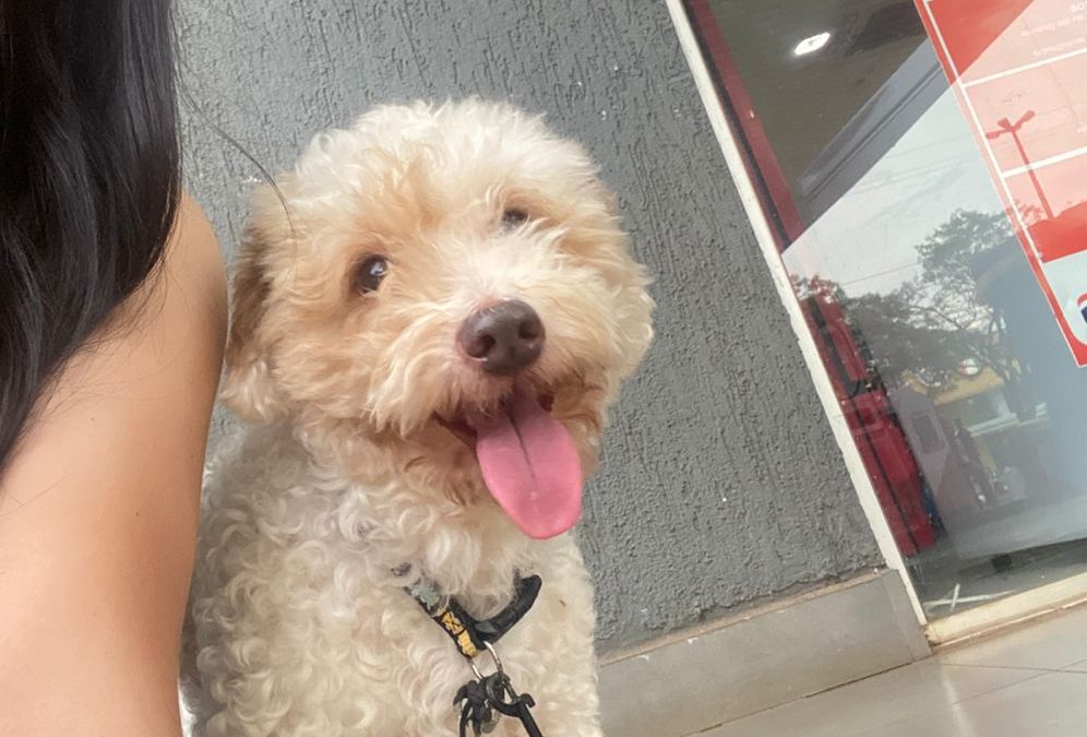 Perrito fue a la veterinaria para un baño y terminó muerto