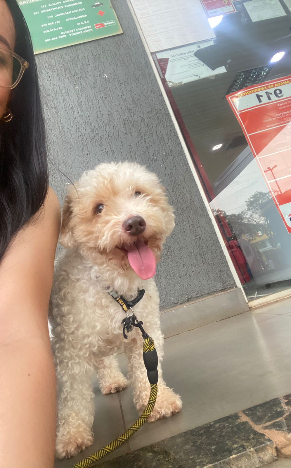 Perrito fue a la veterinaria para un baño y terminó muerto