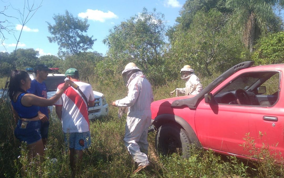 Tragedia en Pilar: hombre falleció tras ser atacado por enjambre de abejas
