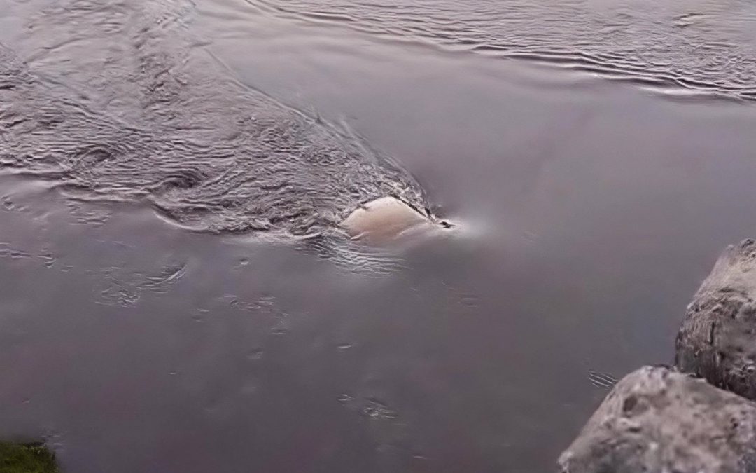 Suboficial perdió el control de su auto y cayó al río Tebicuary