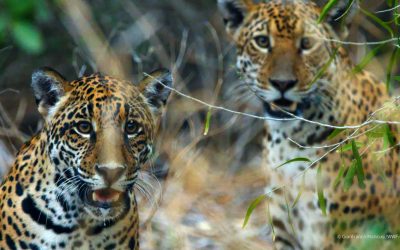 “Bienvenidos”: campaña que invita a aprender sobre las Áreas Silvestres Protegidas del Paraguay