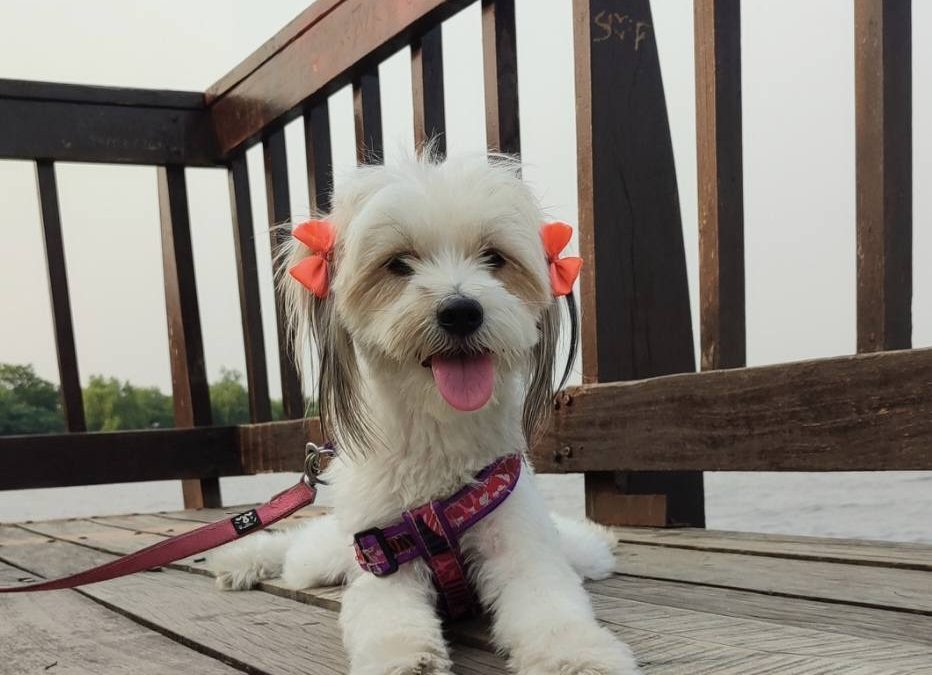 Denuncian a veterinaria tras la muerte de una perrita: ofrecieron G. 3 millones como compensación  