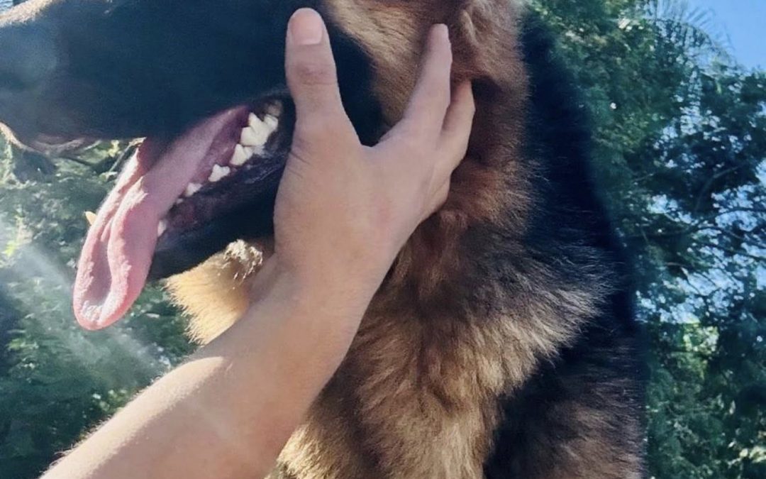 Buscan recuperar a Matrix, mascota de apego emocional de una niña con autismo