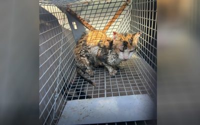 Animales rescatados tras incendio en mercado de Itauguá necesitan medicamentos