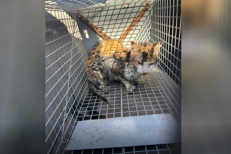 Animales rescatados tras incendio en mercado de Itauguá necesitan medicamentos