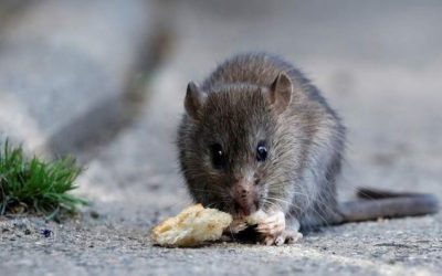 Hantavirus en Paraguay: 3 casos confirmados en lo que va del 2026