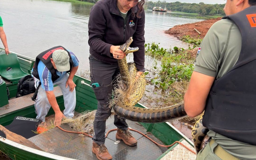 Canindeyú: rescatan y liberan a mbói jagua que quedó atrapado en red de pesca