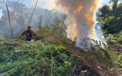 San Pedro: Sacan de circulación 14 toneladas de marihuana