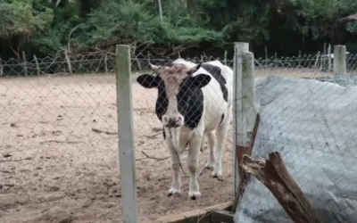Un hombre perdió la vida tras ser corneado por un toro en Pirayú